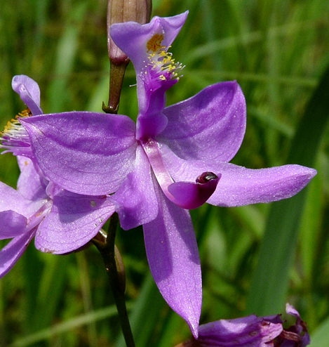 {Calopogon tuberosus}